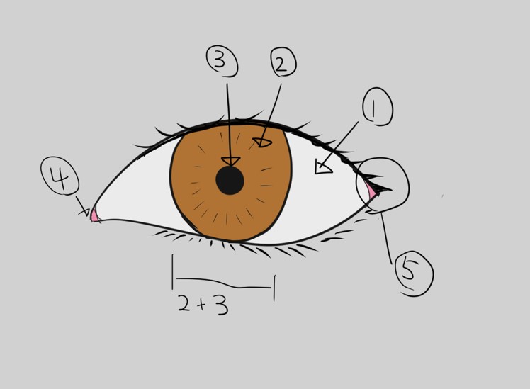 お絵かき練習メモstep4 目の分析と描き方 下書きから清書 いろいろ雑記帳